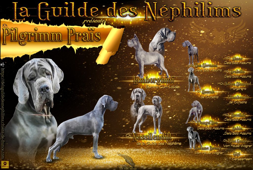 CH. Pilgrimm prais De La Guilde Des Néphilims