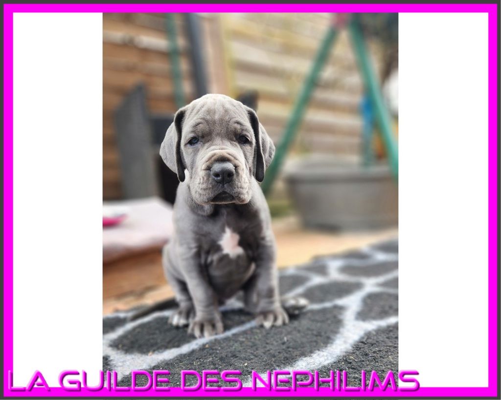 De La Guilde Des Néphilims - Chiot disponible  - Dogue allemand
