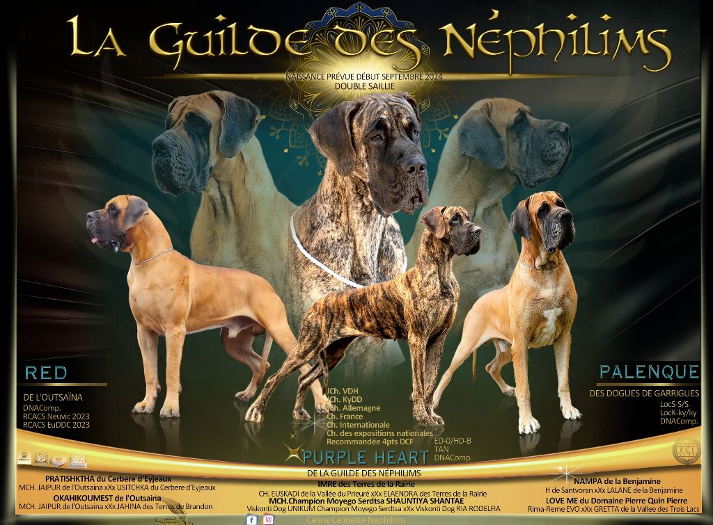 chiot Dogue allemand De La Guilde Des Néphilims