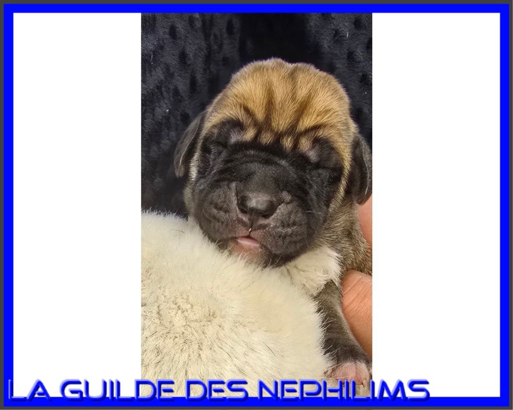 De La Guilde Des Néphilims - Chiot disponible  - Dogue allemand