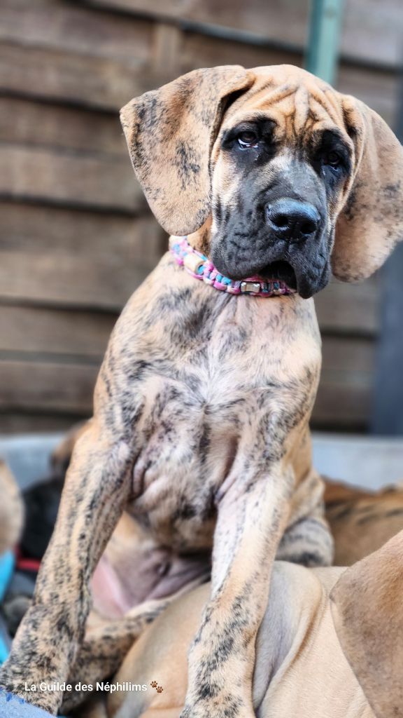 De La Guilde Des Néphilims - Chiot disponible  - Dogue allemand