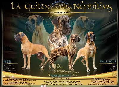 De La Guilde Des Néphilims - Dogue allemand - Portée née le 05/09/2024