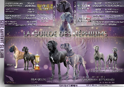 De La Guilde Des Néphilims - Dogue allemand - Portée née le 17/01/2025