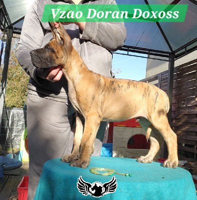 vert VZAO DORAN DOXOSS