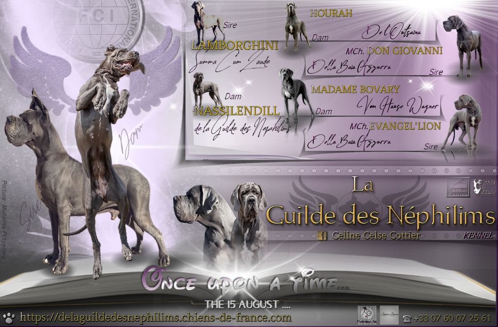chiot Dogue allemand De La Guilde Des Néphilims