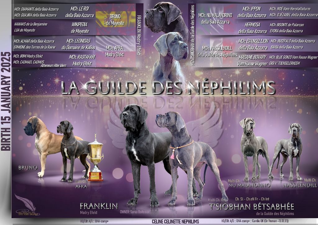 chiot Dogue allemand De La Guilde Des Néphilims