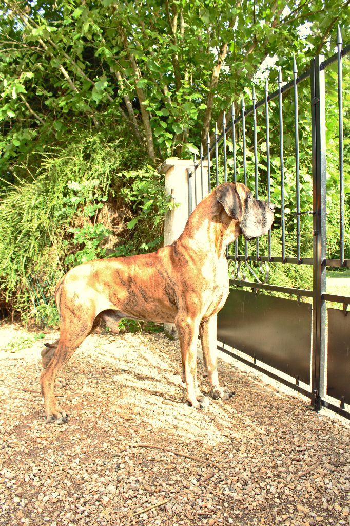 Stud mâle nostro De La Guilde Des Néphilims