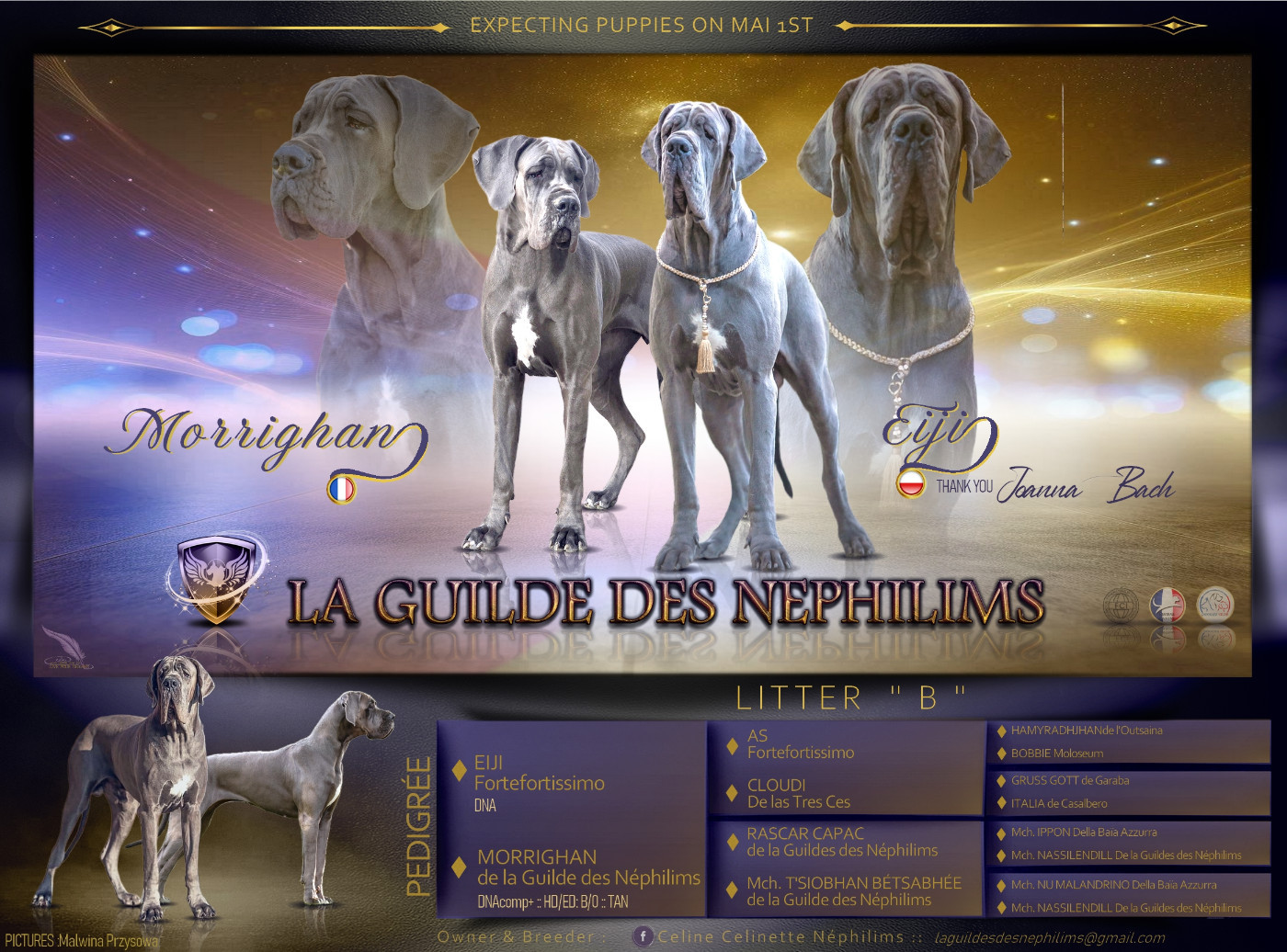 De La Guilde Des Néphilims - Nos bébés bleus Franco - Polonais sont arrivés le 3 Avril 2026