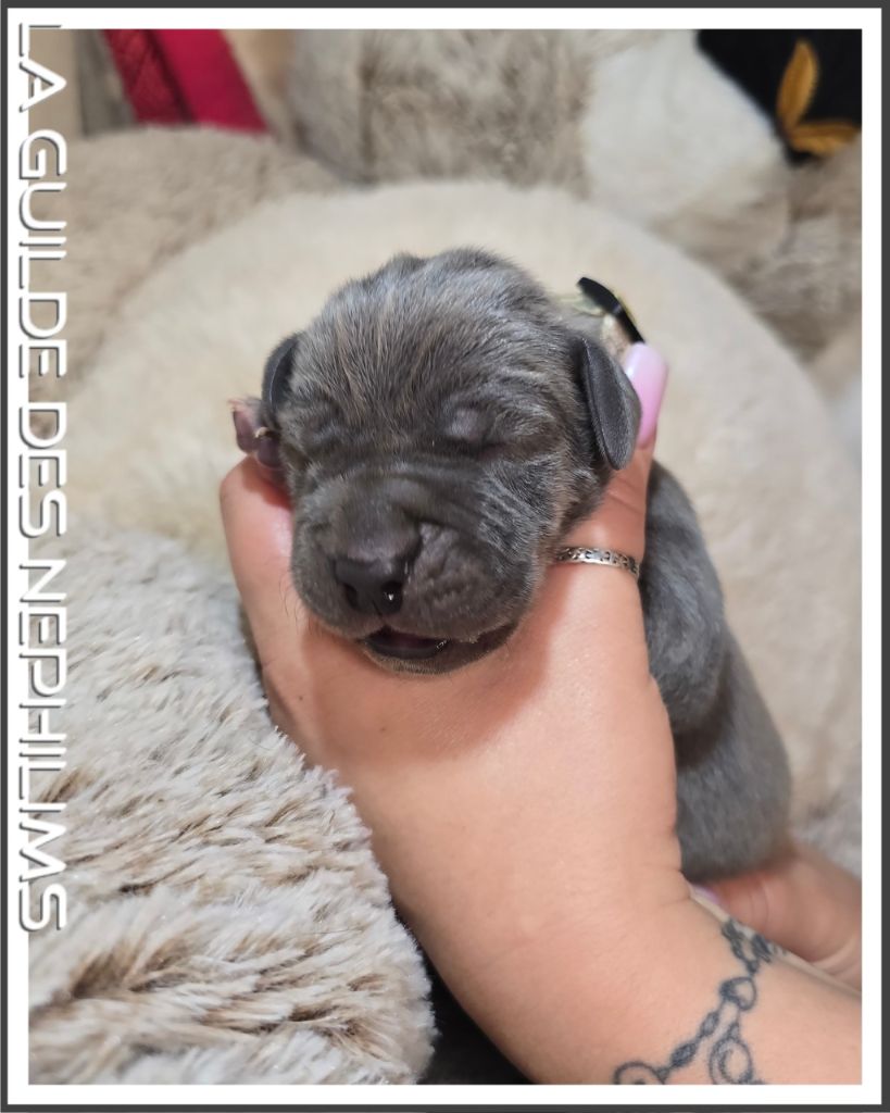 De La Guilde Des Néphilims - Chiots disponibles - Dogue allemand