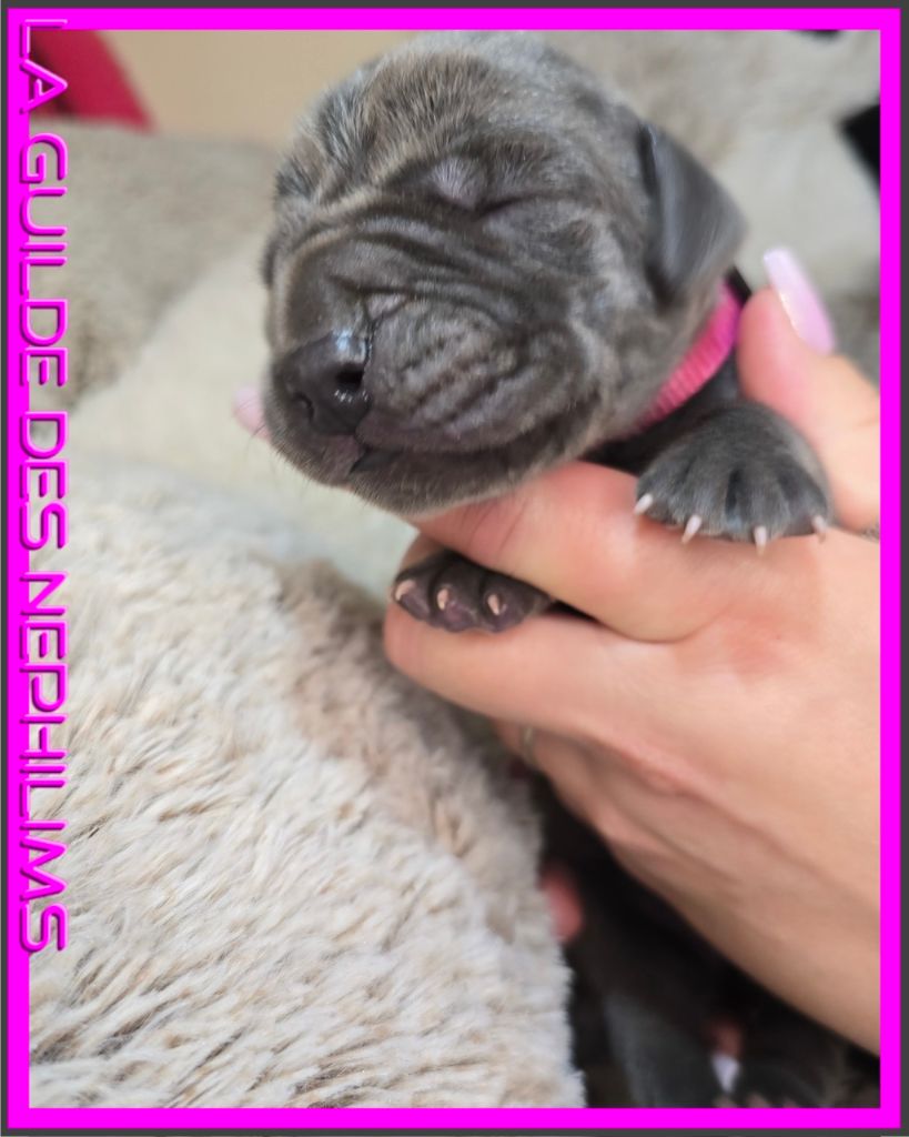 De La Guilde Des Néphilims - Chiots disponibles - Dogue allemand