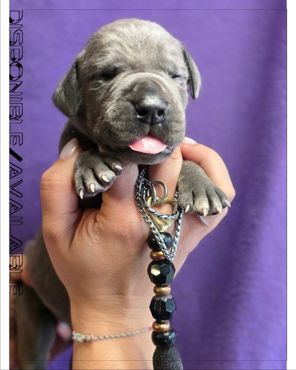 De La Guilde Des Néphilims - Chiots disponibles - Dogue allemand