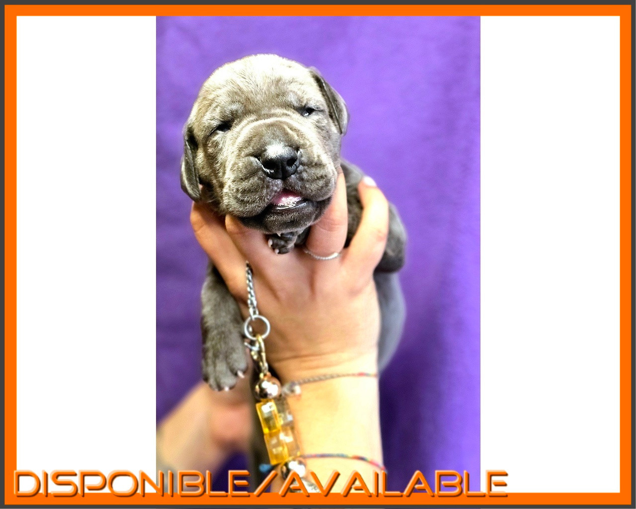 De La Guilde Des Néphilims - Chiots disponibles - Dogue allemand
