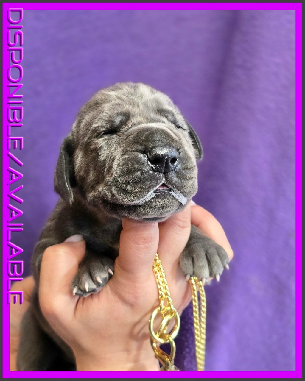 De La Guilde Des Néphilims - Chiots disponibles - Dogue allemand