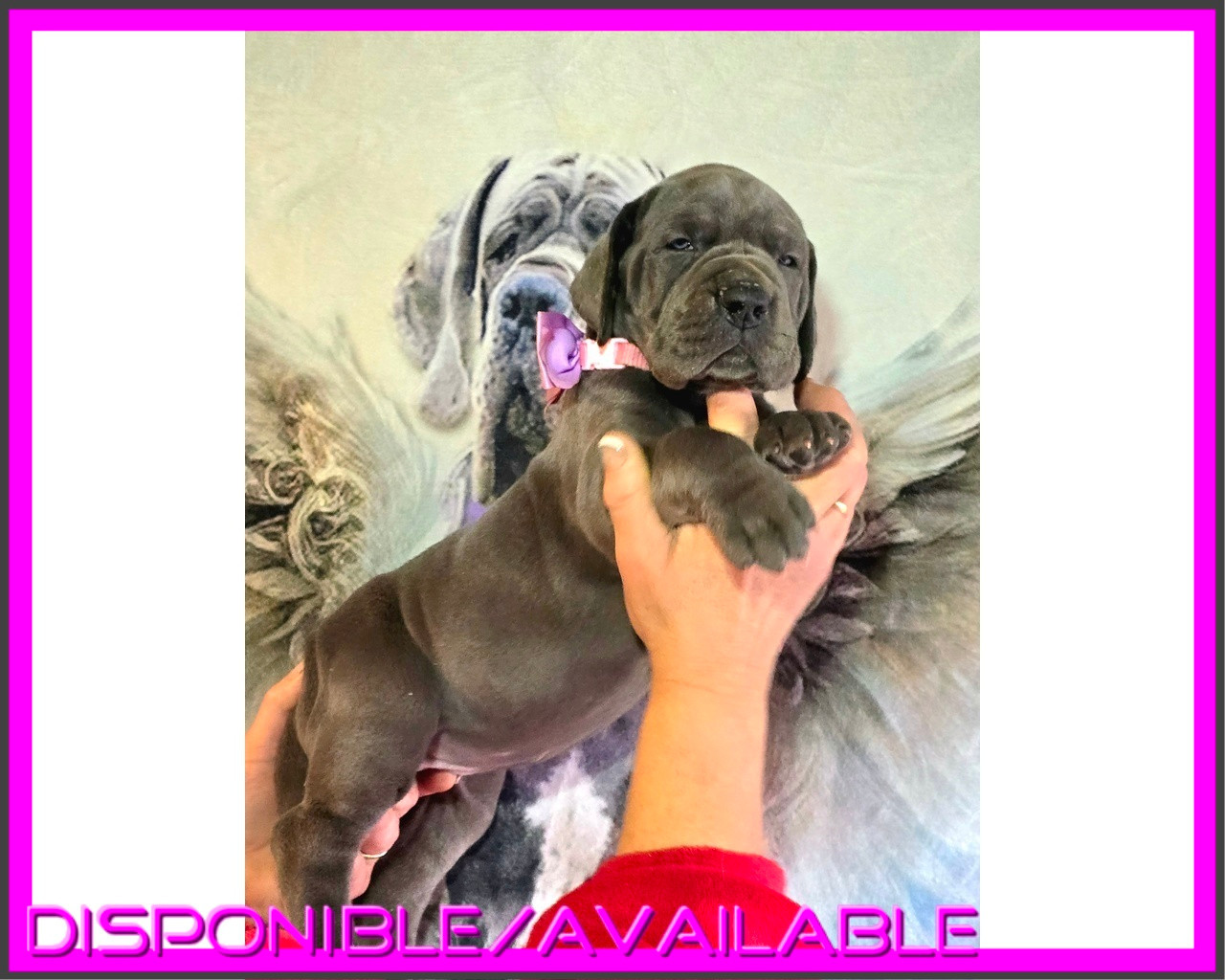 De La Guilde Des Néphilims - Chiots disponibles - Dogue allemand