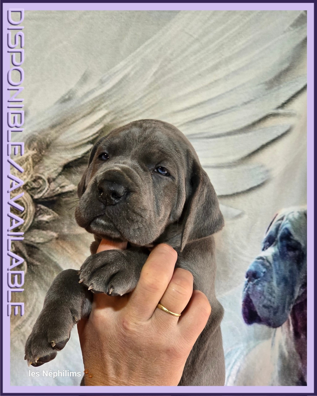 De La Guilde Des Néphilims - Chiots disponibles - Dogue allemand