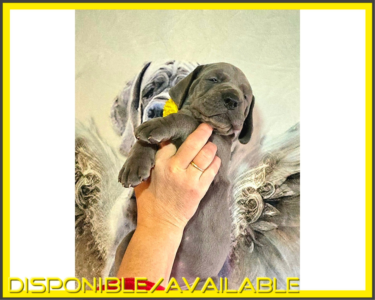 De La Guilde Des Néphilims - Chiots disponibles - Dogue allemand