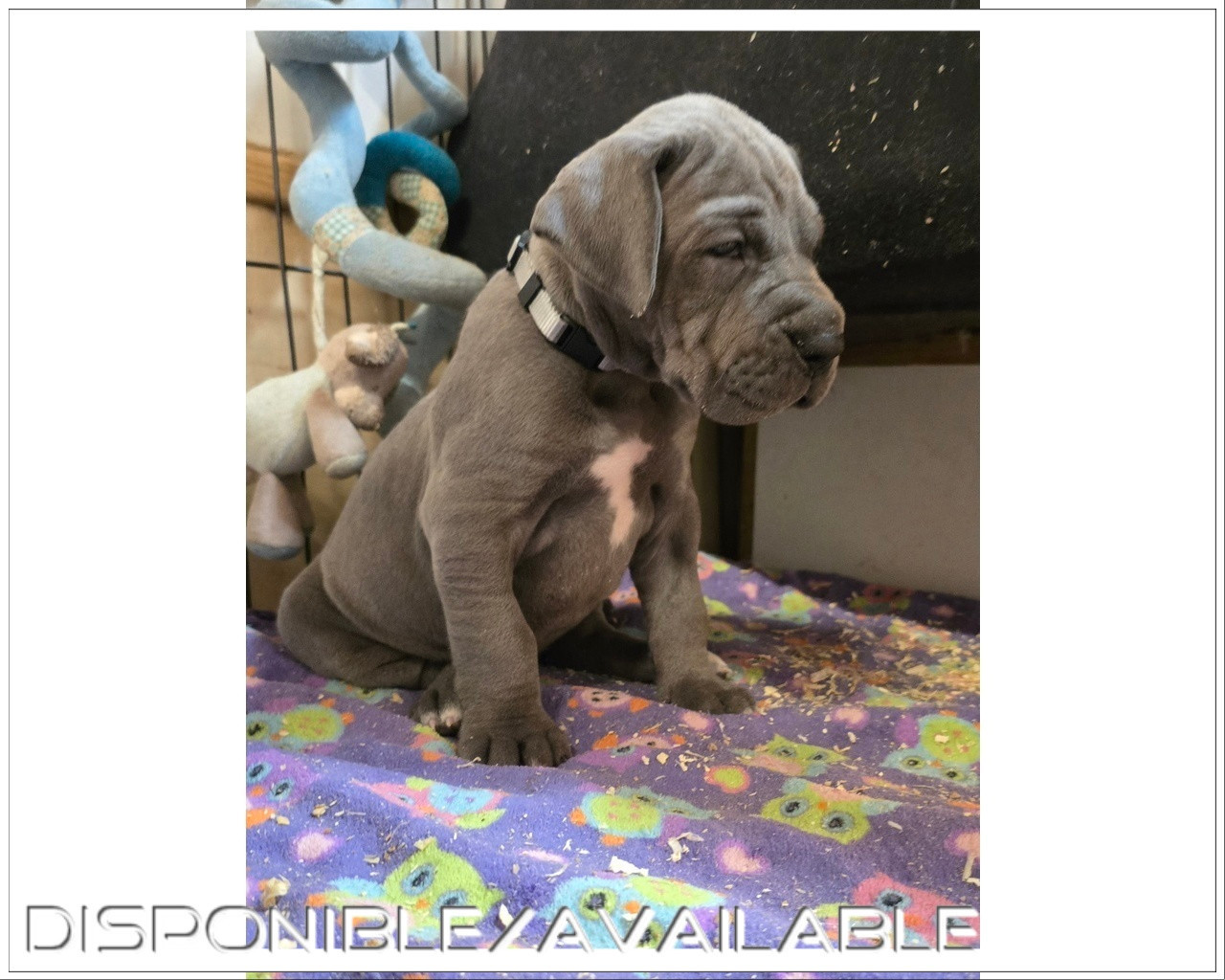 De La Guilde Des Néphilims - Chiots disponibles - Dogue allemand