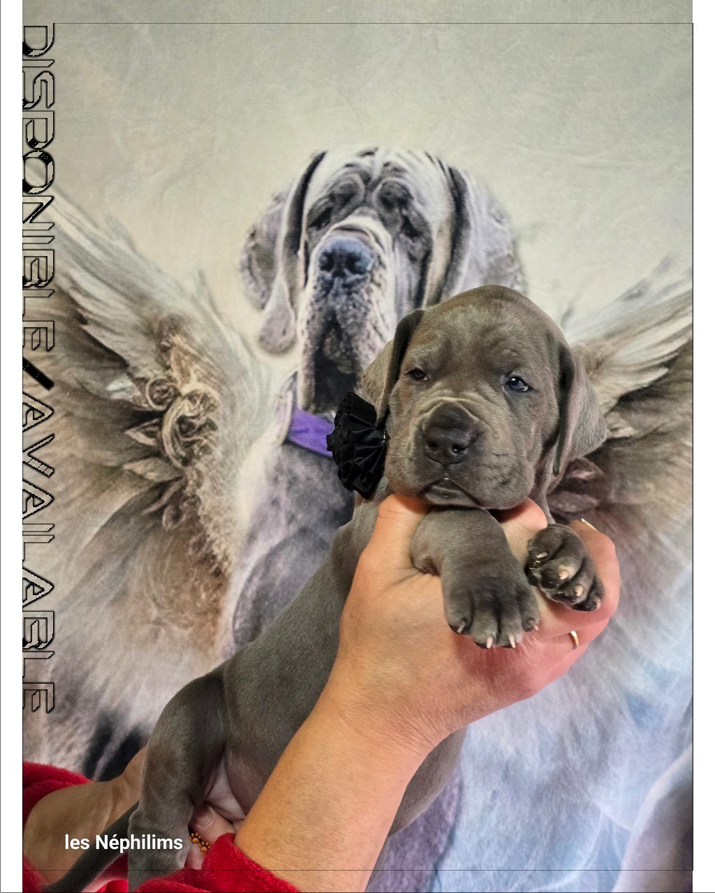 De La Guilde Des Néphilims - Chiots disponibles - Dogue allemand