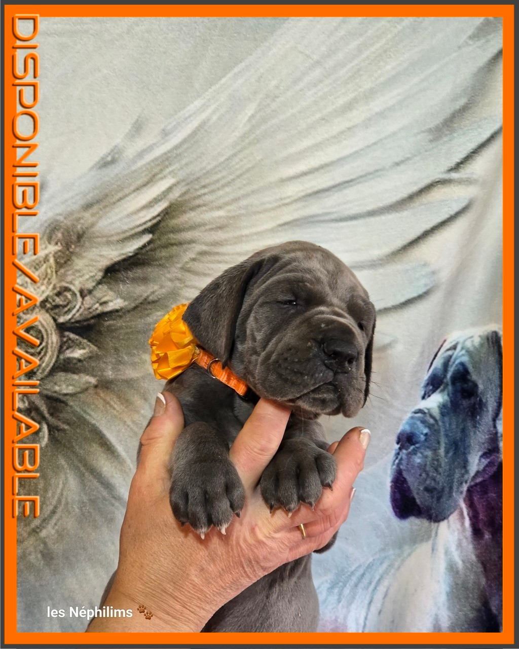 De La Guilde Des Néphilims - Chiots disponibles - Dogue allemand