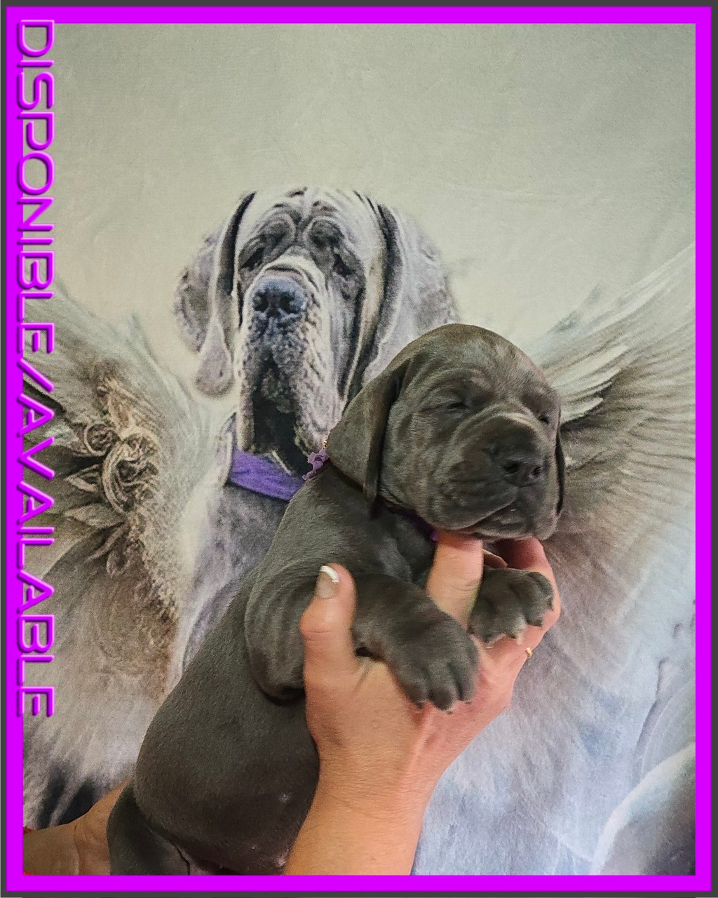 De La Guilde Des Néphilims - Chiots disponibles - Dogue allemand