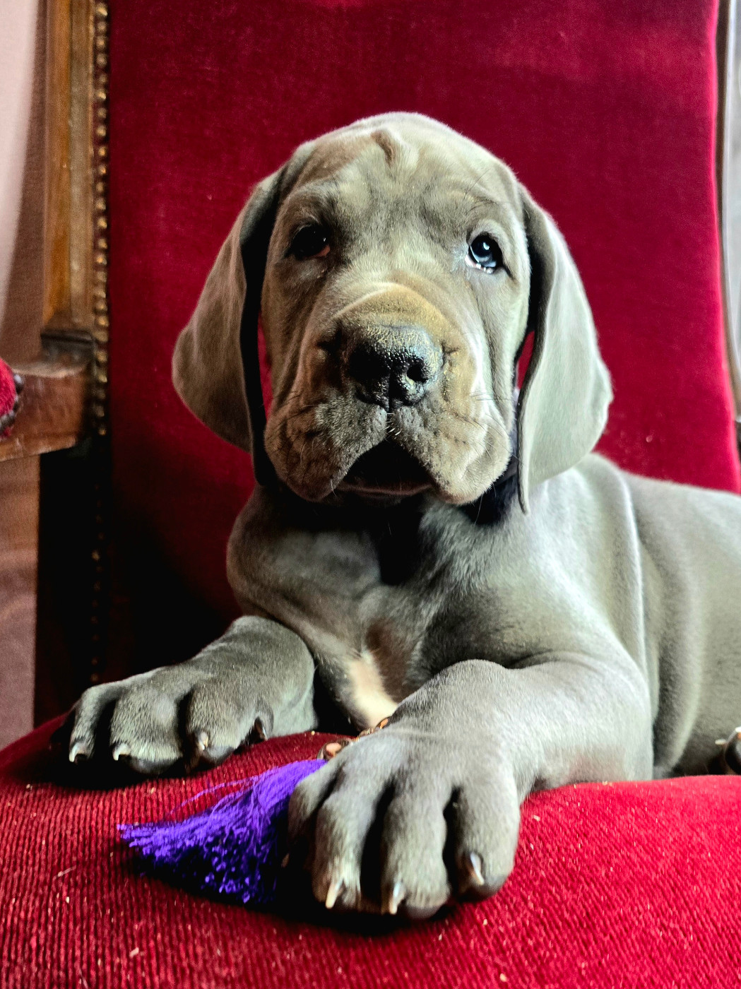 De La Guilde Des Néphilims - Chiots disponibles - Dogue allemand