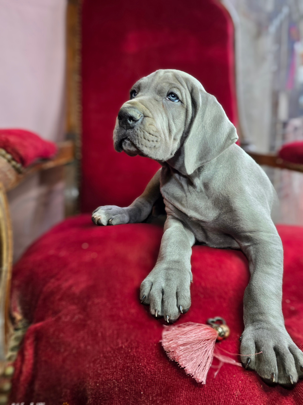 De La Guilde Des Néphilims - Chiots disponibles - Dogue allemand