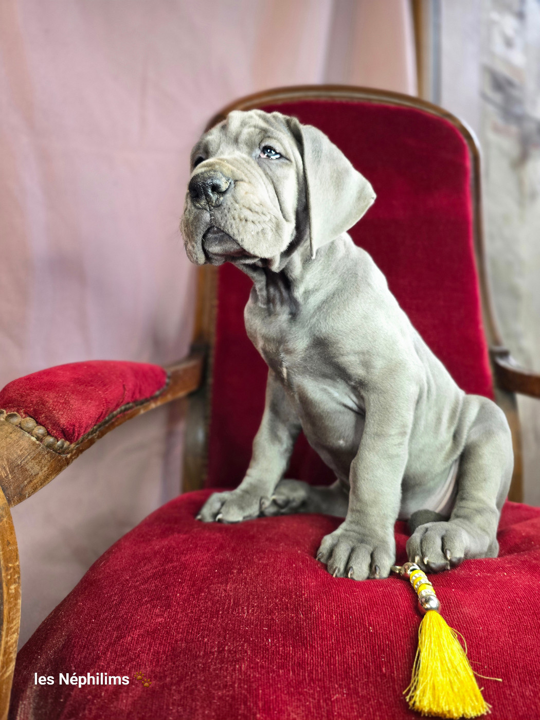 De La Guilde Des Néphilims - Chiots disponibles - Dogue allemand