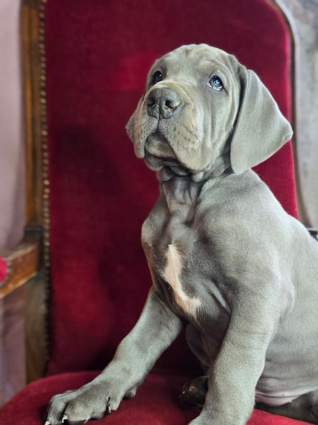 De La Guilde Des Néphilims - Chiots disponibles - Dogue allemand