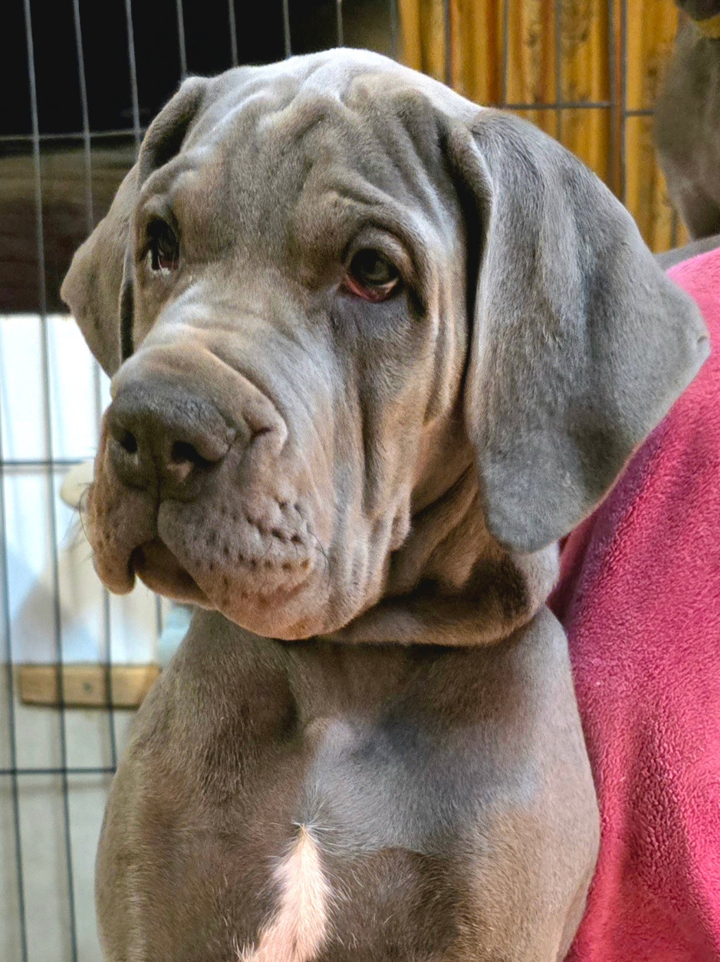 De La Guilde Des Néphilims - Chiots disponibles - Dogue allemand