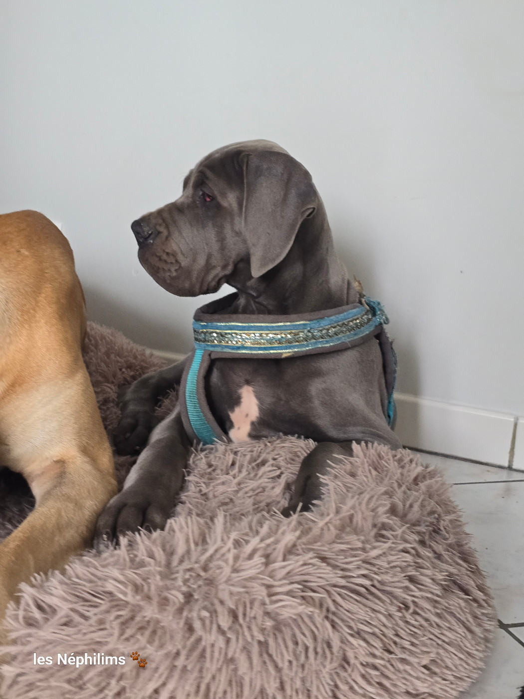 De La Guilde Des Néphilims - Chiots disponibles - Dogue allemand
