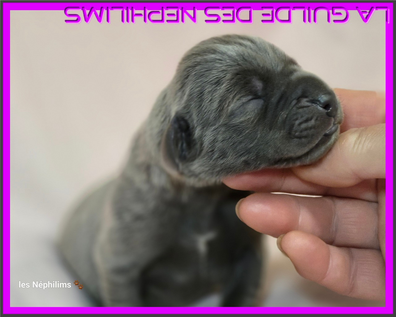 De La Guilde Des Néphilims - Chiots disponibles - Dogue allemand
