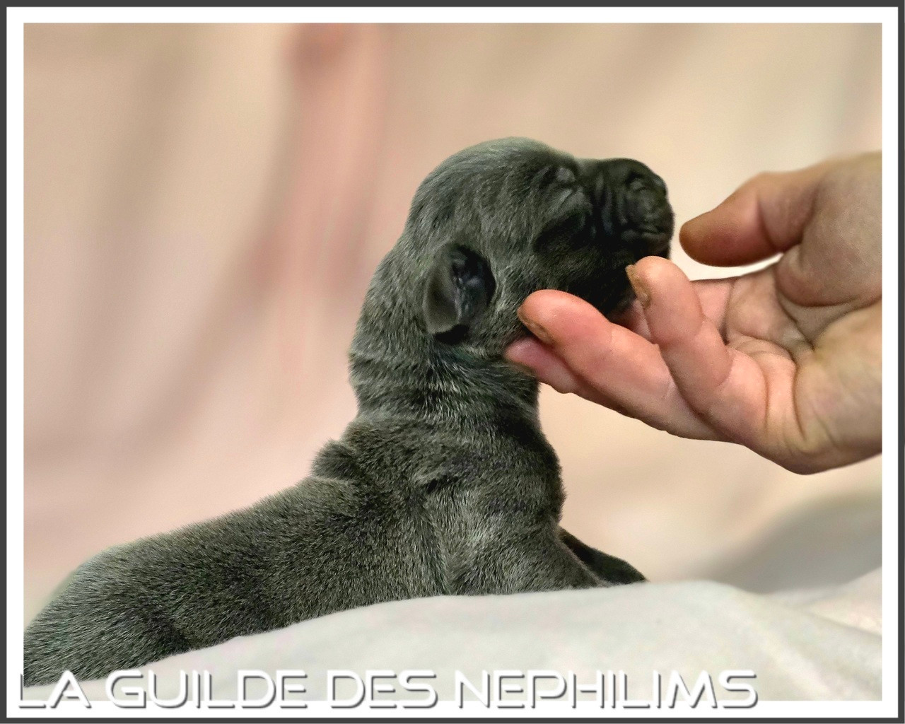 De La Guilde Des Néphilims - Chiots disponibles - Dogue allemand