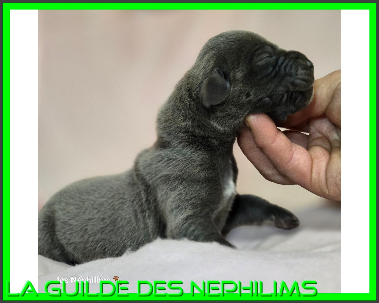 De La Guilde Des Néphilims - Chiots disponibles - Dogue allemand
