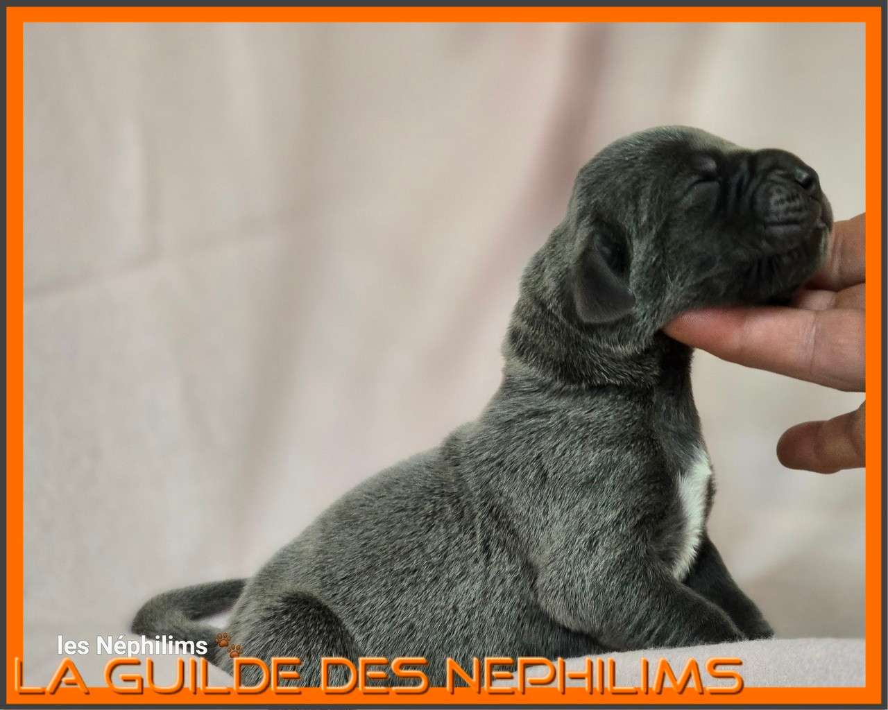 De La Guilde Des Néphilims - Chiots disponibles - Dogue allemand