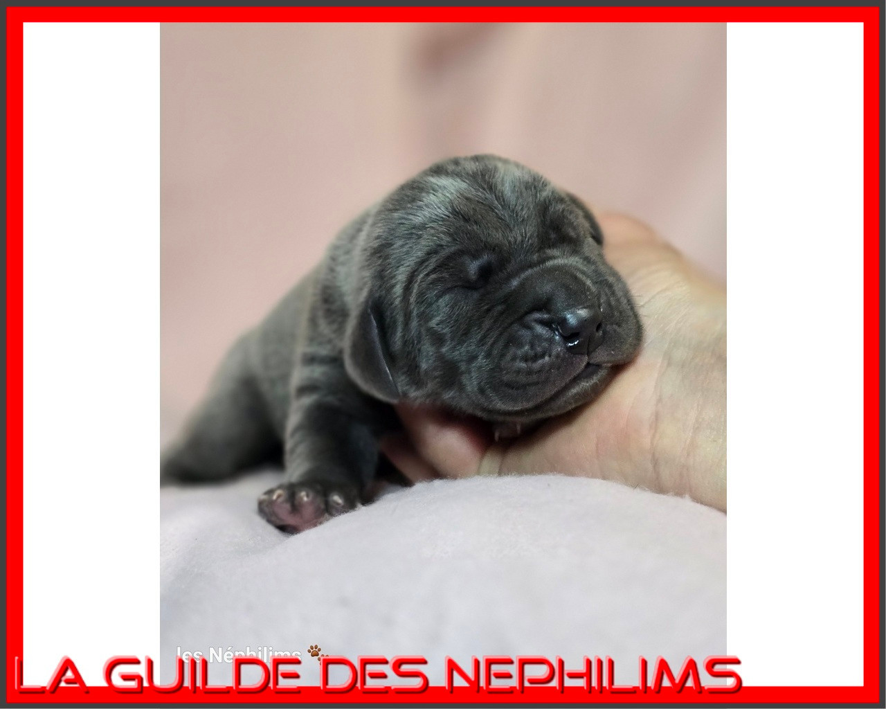 De La Guilde Des Néphilims - Chiots disponibles - Dogue allemand
