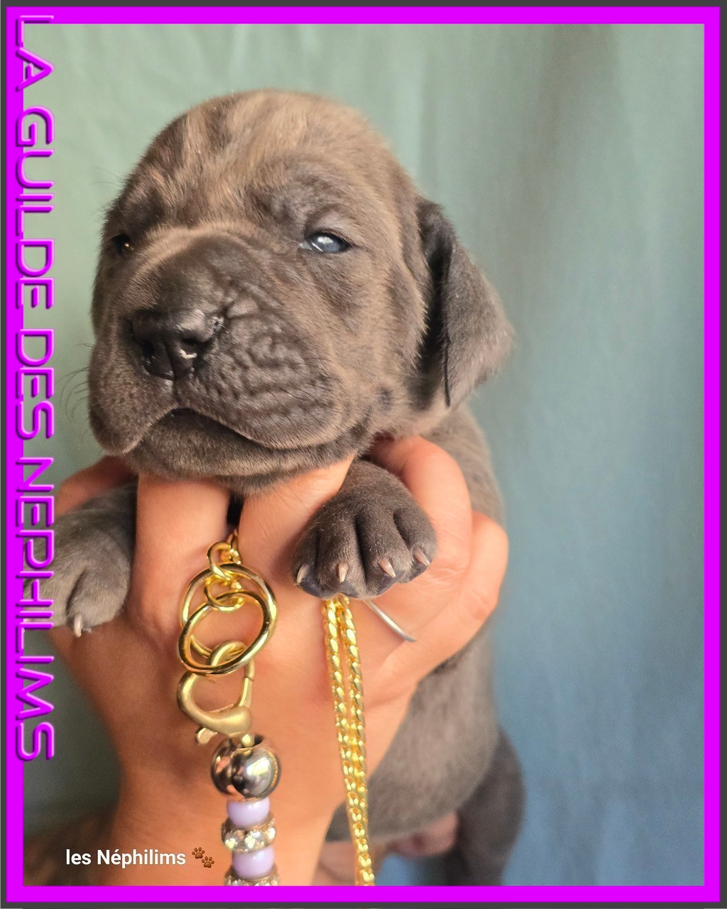 De La Guilde Des Néphilims - Chiots disponibles - Dogue allemand