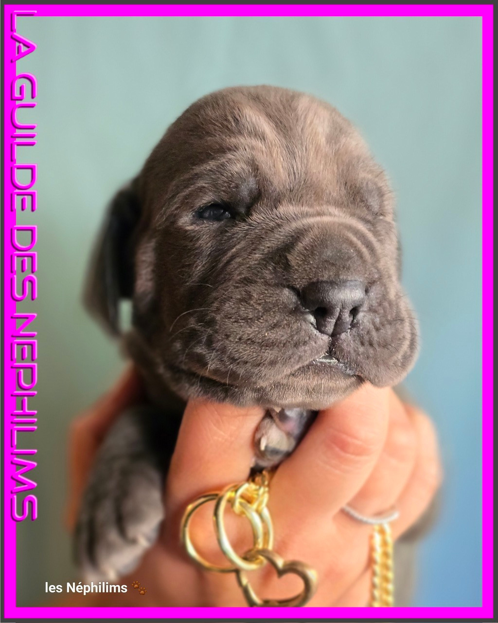 De La Guilde Des Néphilims - Chiots disponibles - Dogue allemand