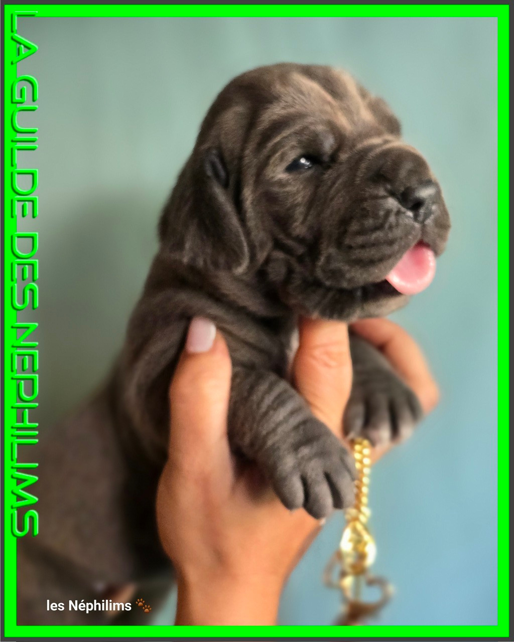 De La Guilde Des Néphilims - Chiots disponibles - Dogue allemand