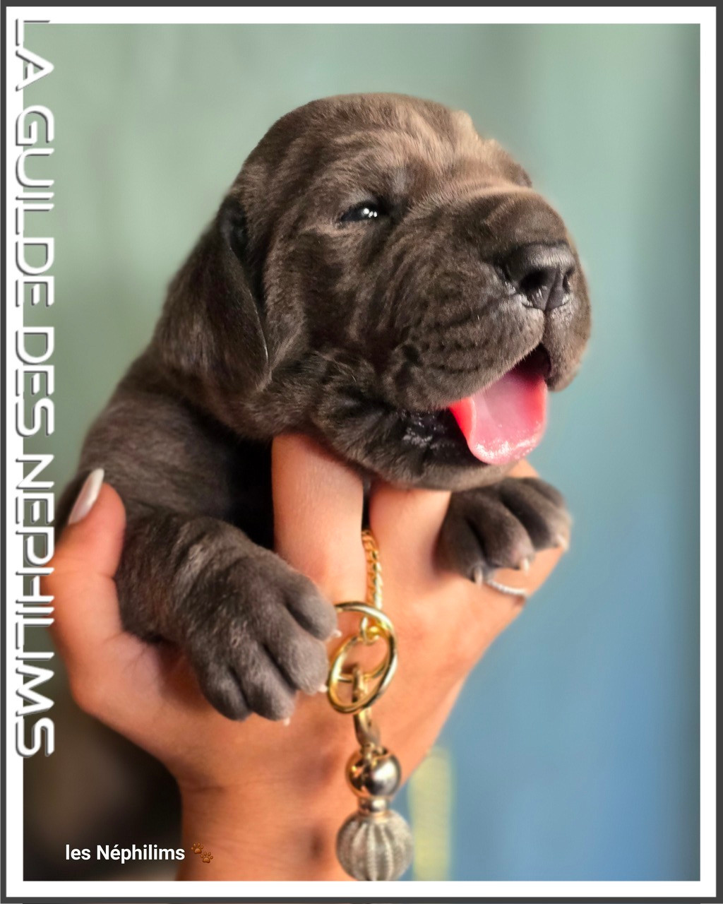 De La Guilde Des Néphilims - Chiots disponibles - Dogue allemand