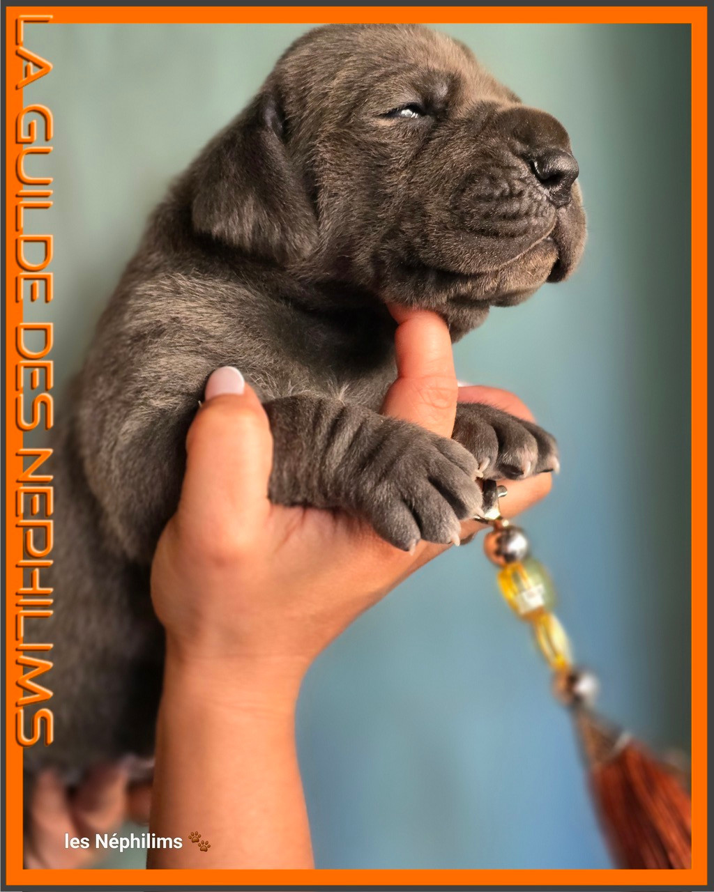 De La Guilde Des Néphilims - Chiots disponibles - Dogue allemand