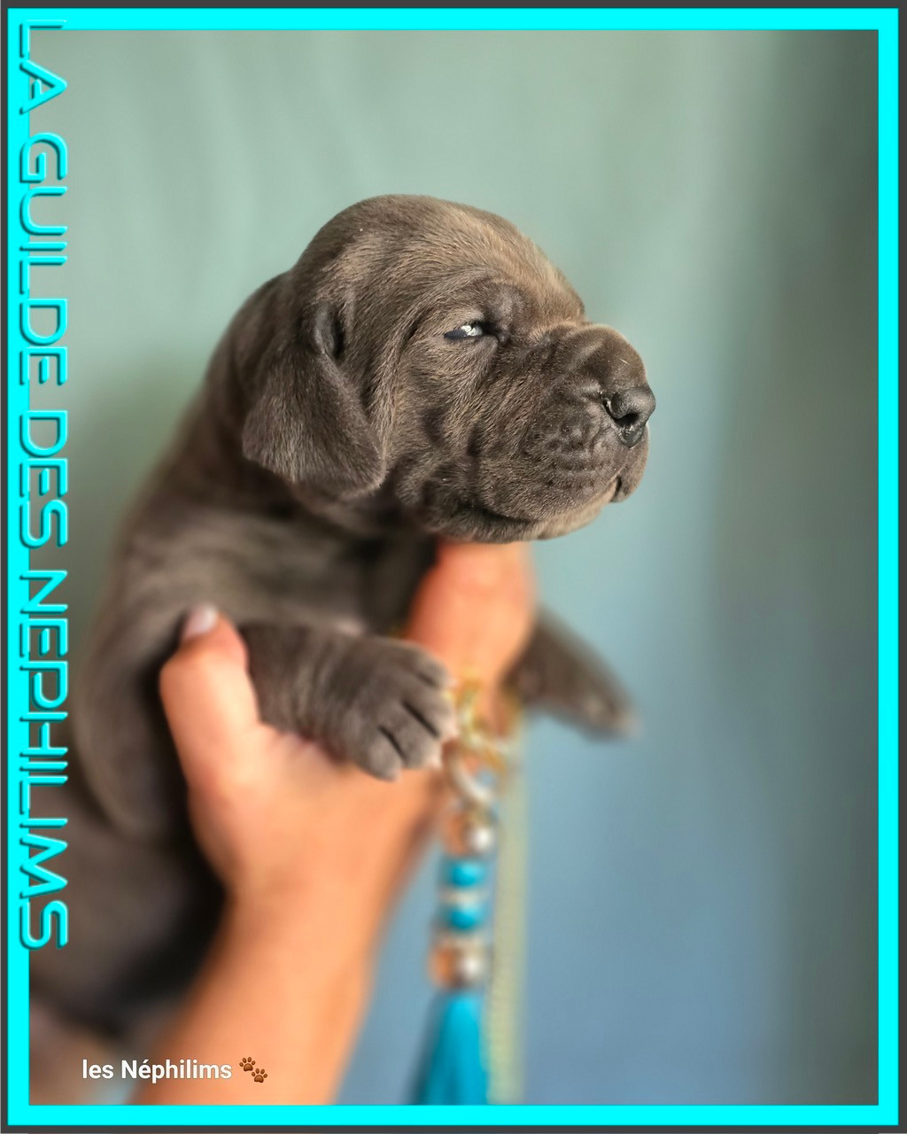 De La Guilde Des Néphilims - Chiots disponibles - Dogue allemand