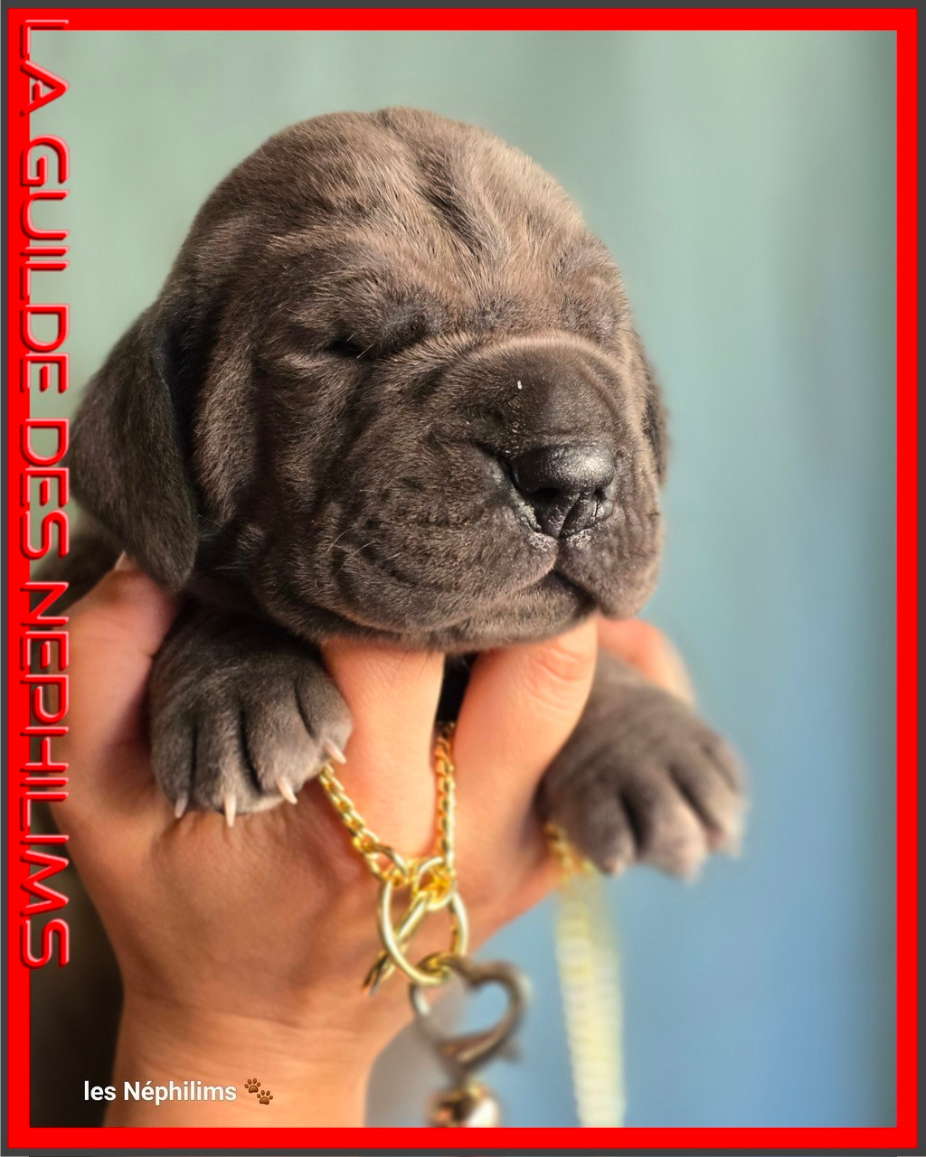 De La Guilde Des Néphilims - Chiots disponibles - Dogue allemand