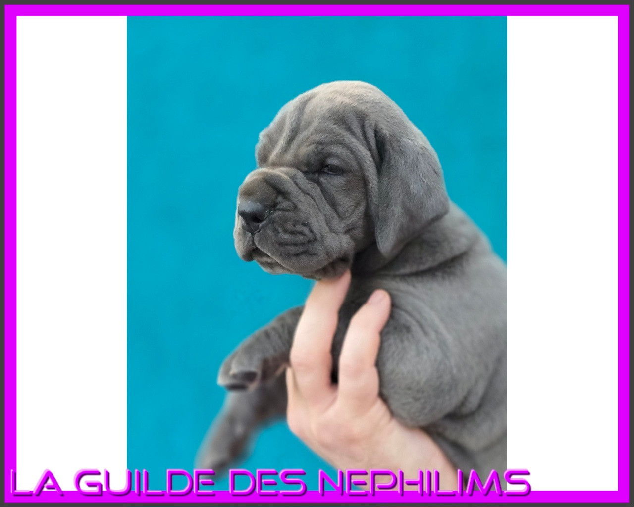 De La Guilde Des Néphilims - Chiots disponibles - Dogue allemand