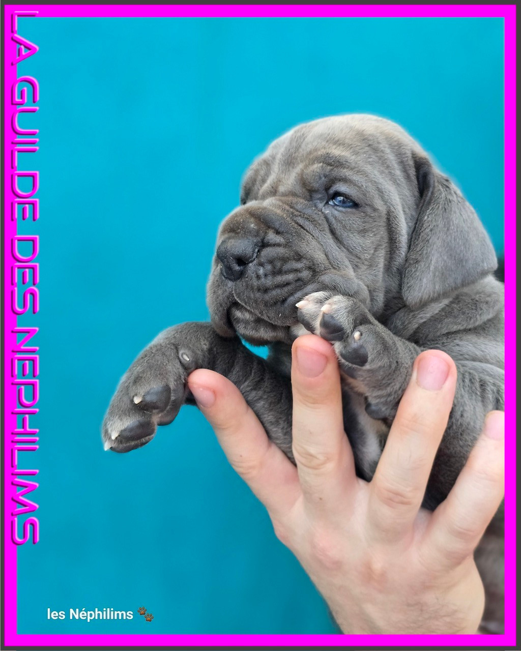 De La Guilde Des Néphilims - Chiots disponibles - Dogue allemand