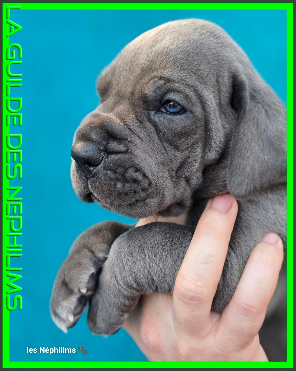 De La Guilde Des Néphilims - Chiots disponibles - Dogue allemand