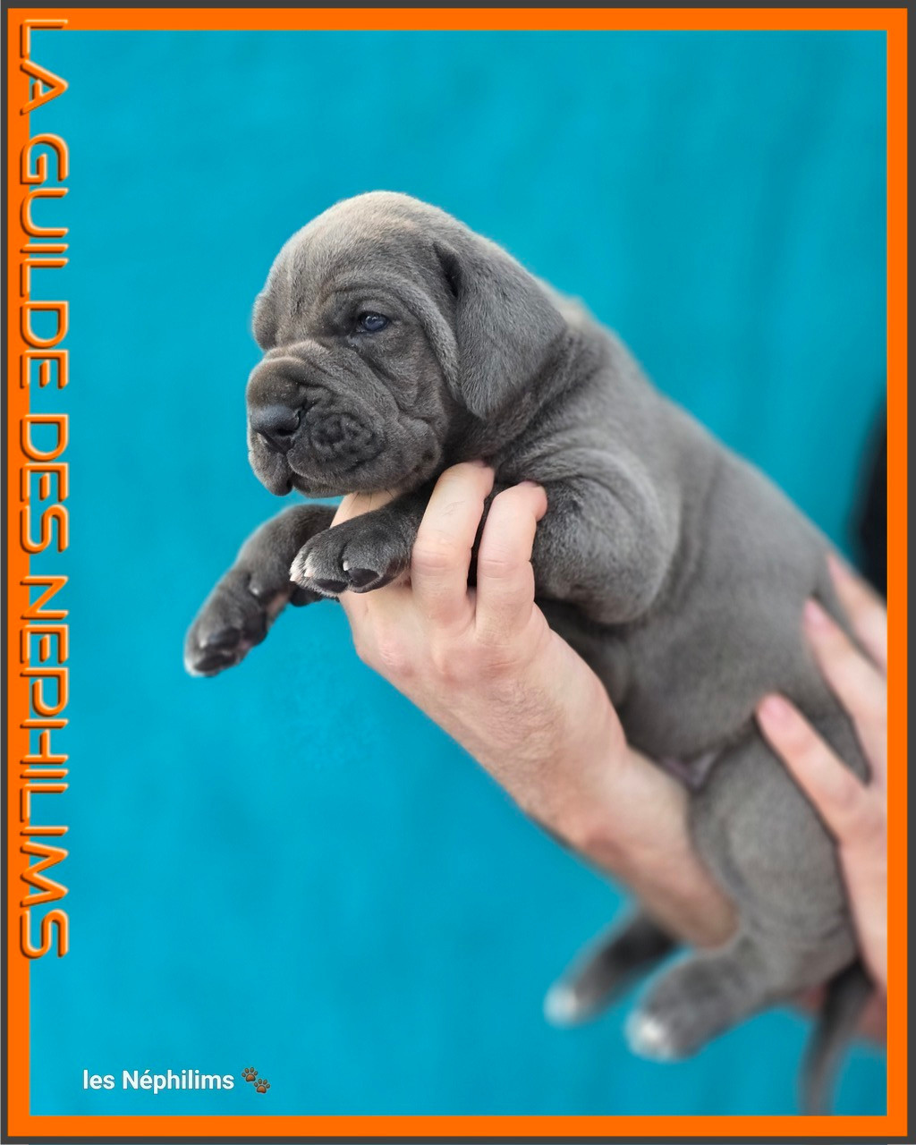 De La Guilde Des Néphilims - Chiots disponibles - Dogue allemand
