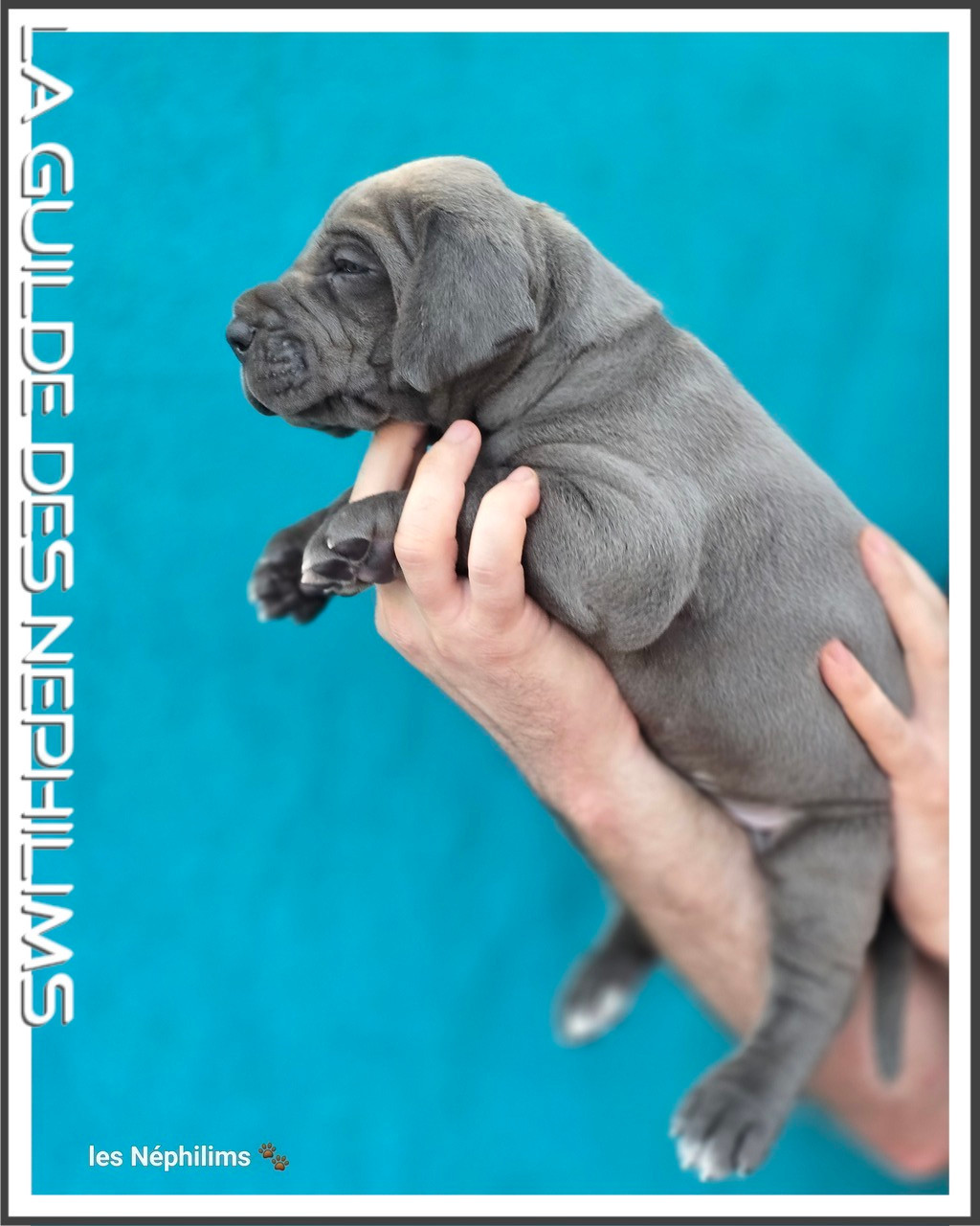 De La Guilde Des Néphilims - Chiots disponibles - Dogue allemand