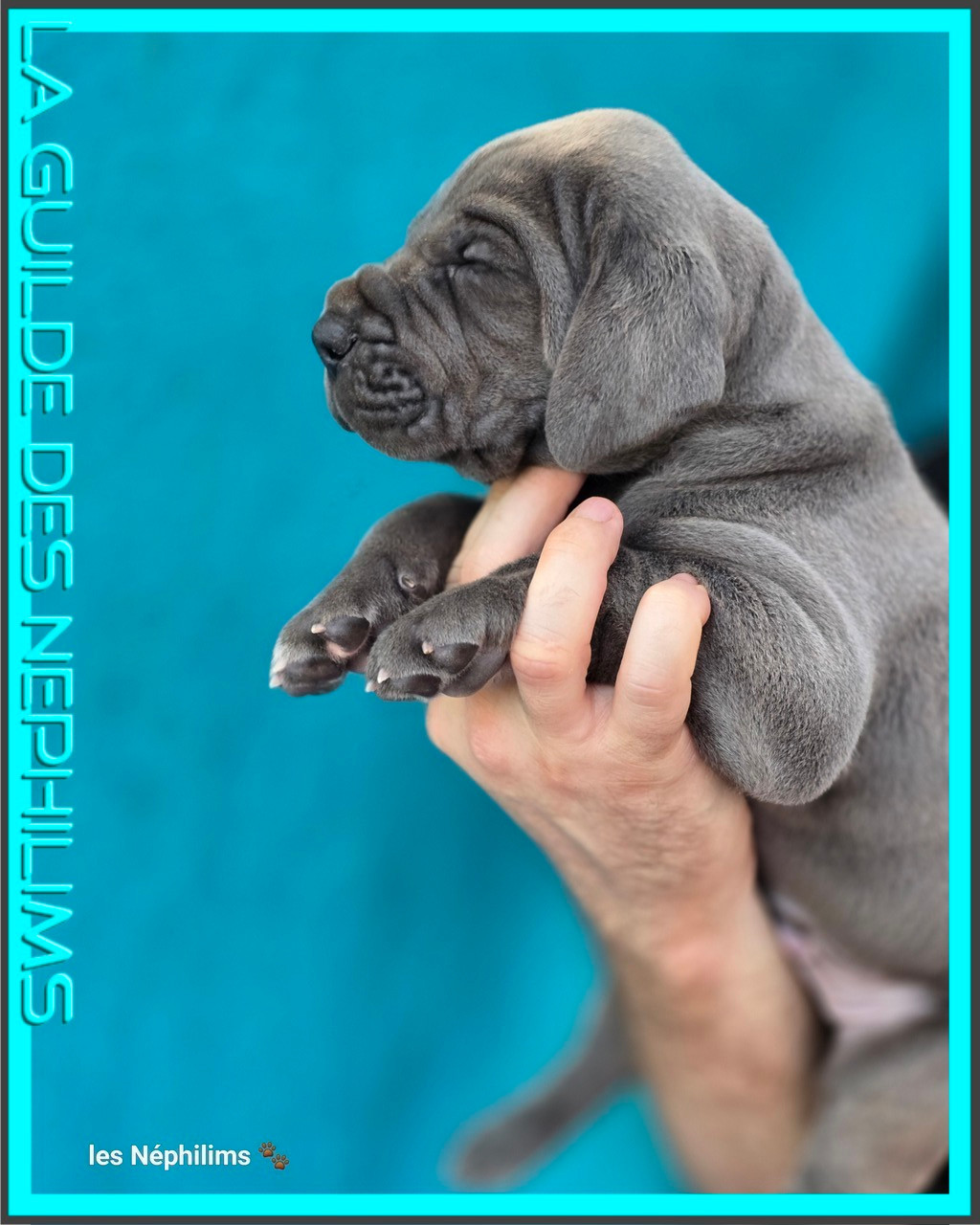 De La Guilde Des Néphilims - Chiots disponibles - Dogue allemand