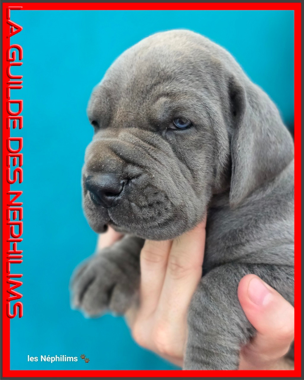 De La Guilde Des Néphilims - Chiots disponibles - Dogue allemand