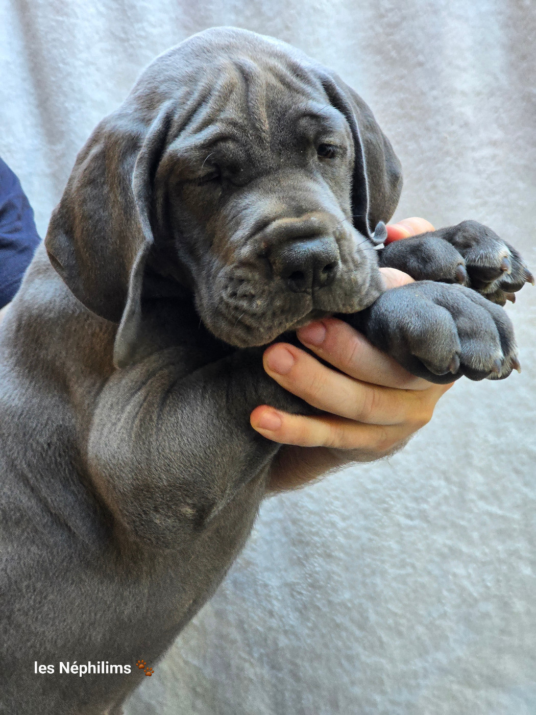De La Guilde Des Néphilims - Chiots disponibles - Dogue allemand